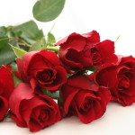Nature___Flowers_Red_roses_on_a_white_table_on_a_white_background_056460_